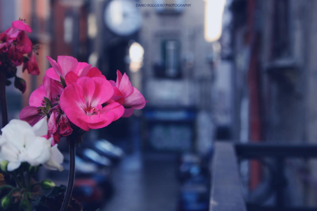 Napoli Sweet Home - Casa "Donna Rosa" Екстериор снимка
